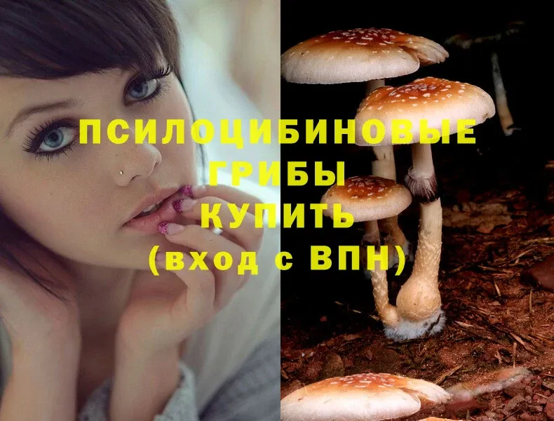 Псилоцибиновые грибы GOLDEN TEACHER  купить закладку  Кукмор 